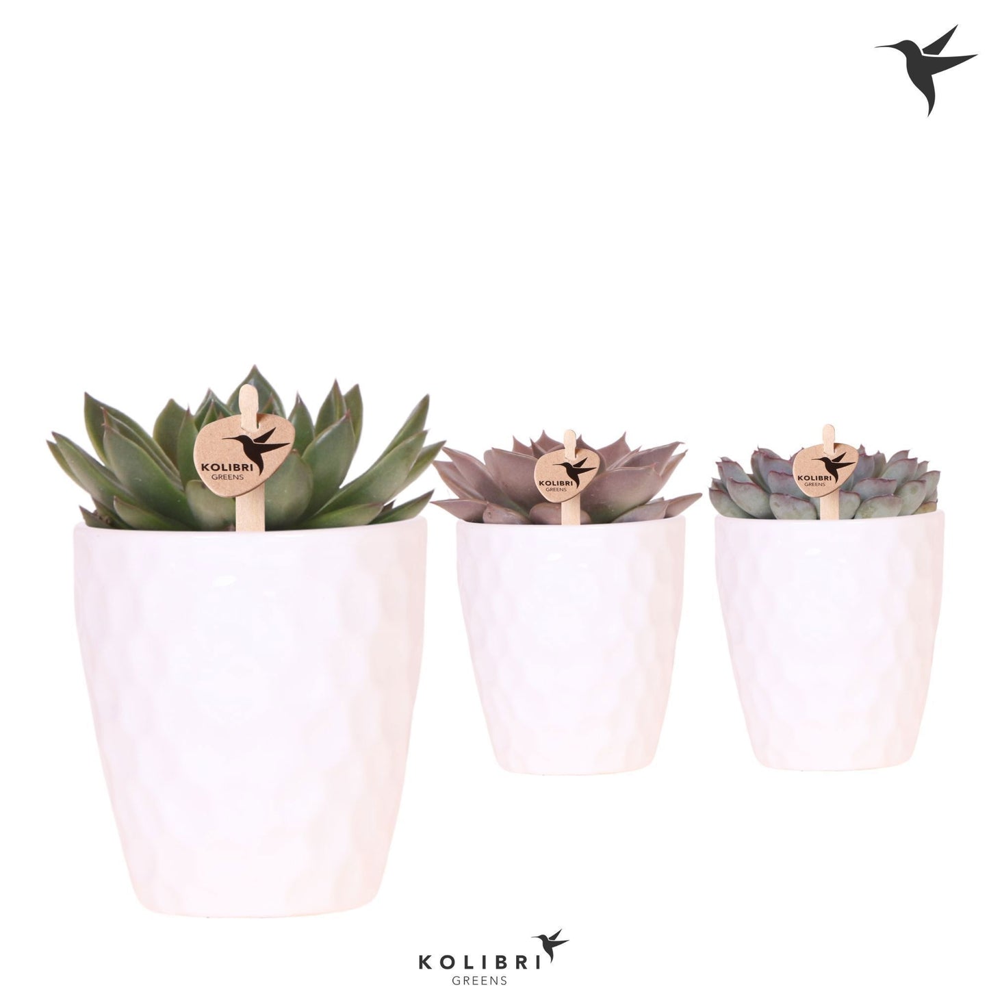 Echeveria Hybrid 22cm 9cm Pot