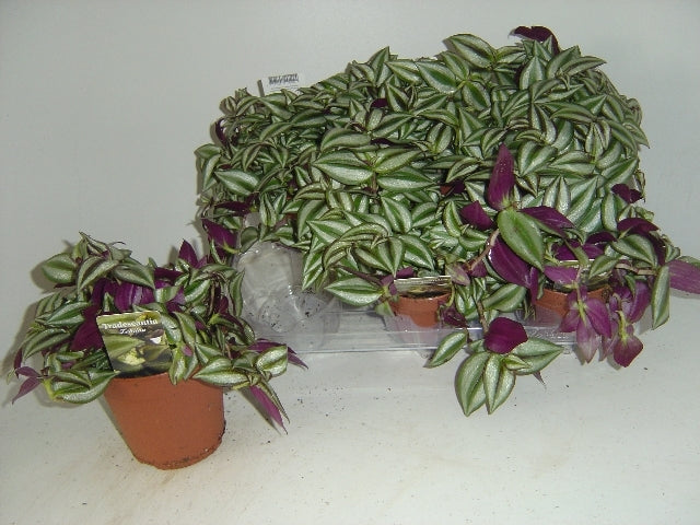 Tradescantia Zebra 12cm Pot