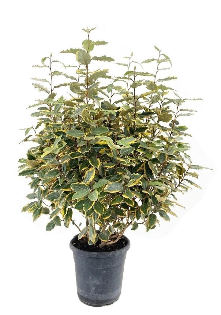 Elaeagnus Ebbingei 100cm 27cm Pot