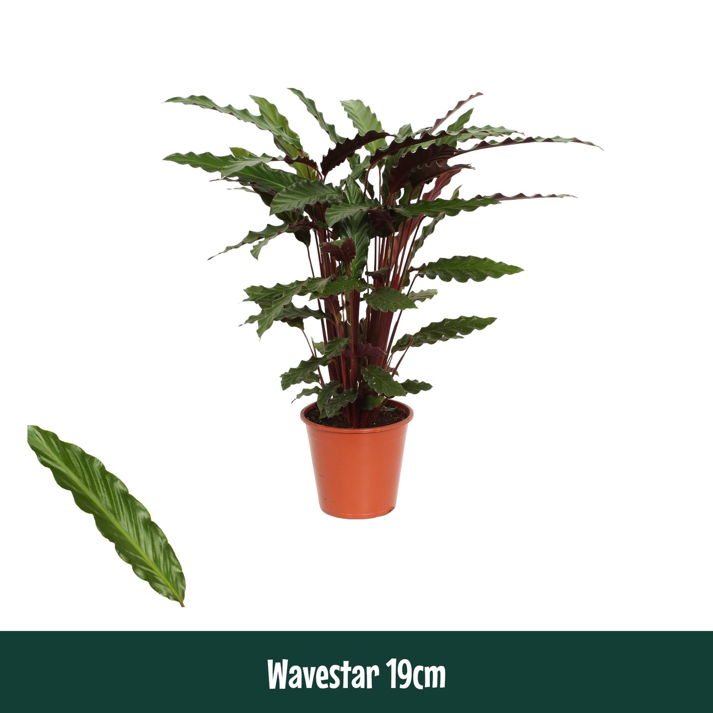 Valstar, Hkw. Gebr. Calathea Wavestar Pack of 1