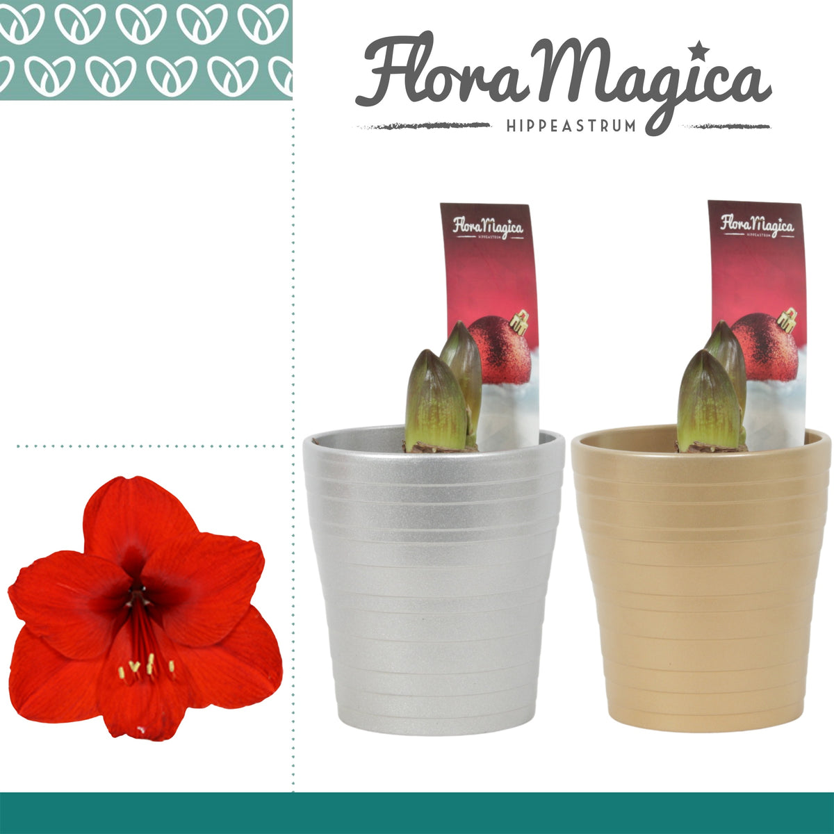 Hippeastrum 25cm 12cm Pot