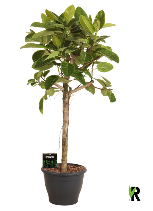 Ficus benghalensis 150cm 34cm Pot