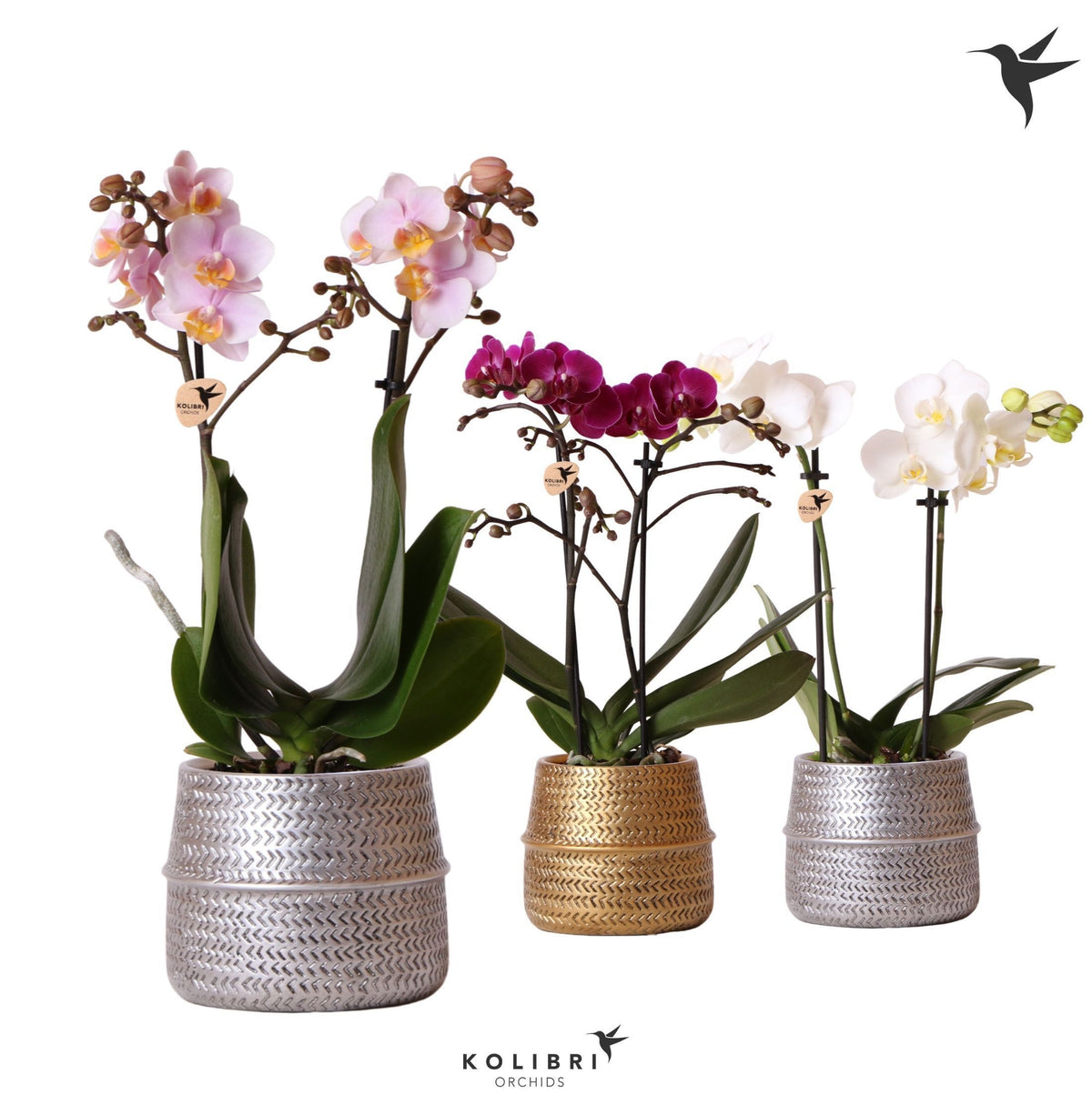 Phalaenopsis mix 40cm 9cm Pot