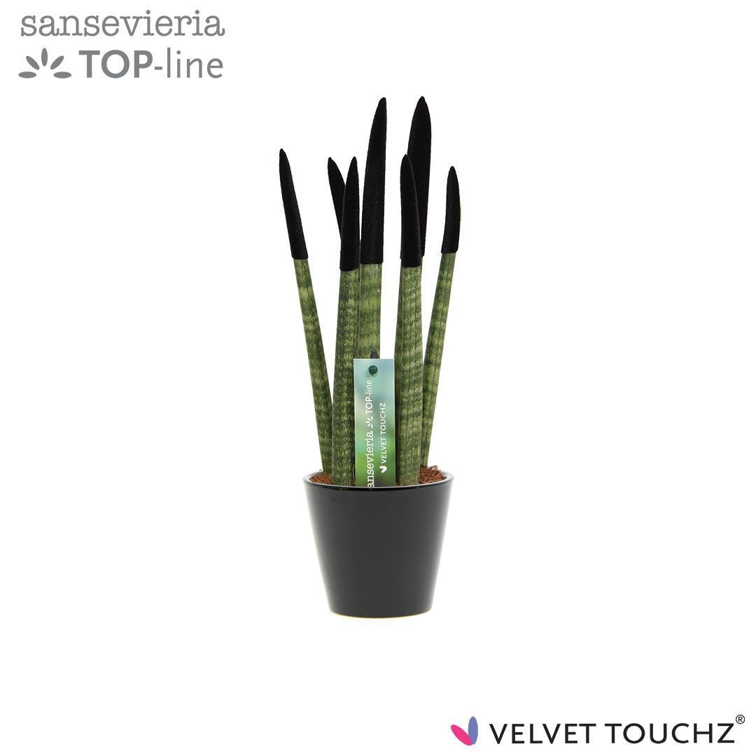 Sansevieria cylindrica 35cm 8.5cm Pot