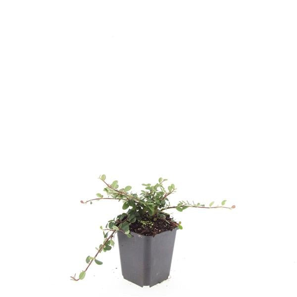 Boer, W.T.M. de Cotoneaster pro. Queen of Carpets Pack of 12