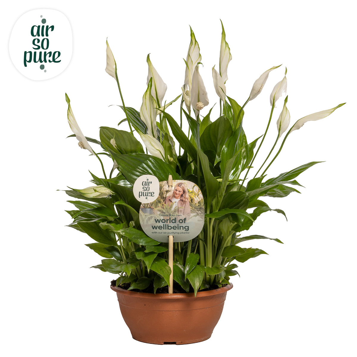 Spathiphyllum Chopin 35cm 17cm Pot