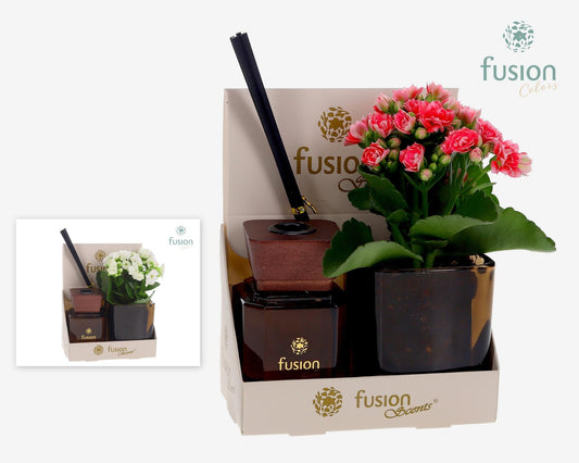 Fusion Scentsglazen gift set met Kalanchoe 20cm 14cm Pot