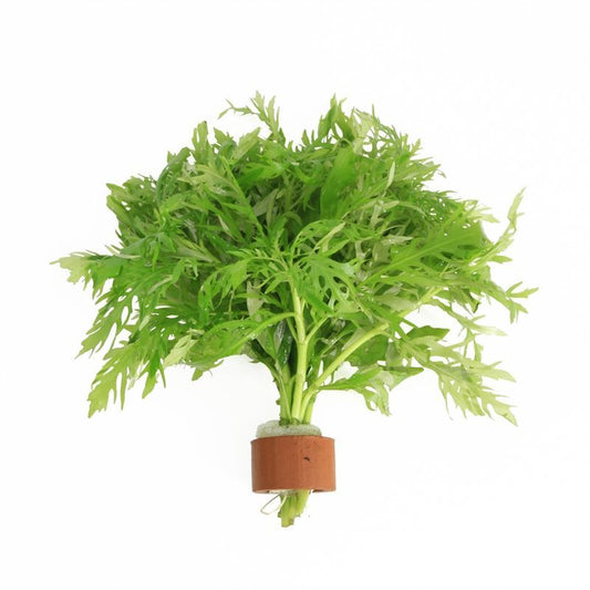 Hygrophila polysperma 5cm 2cm Pot