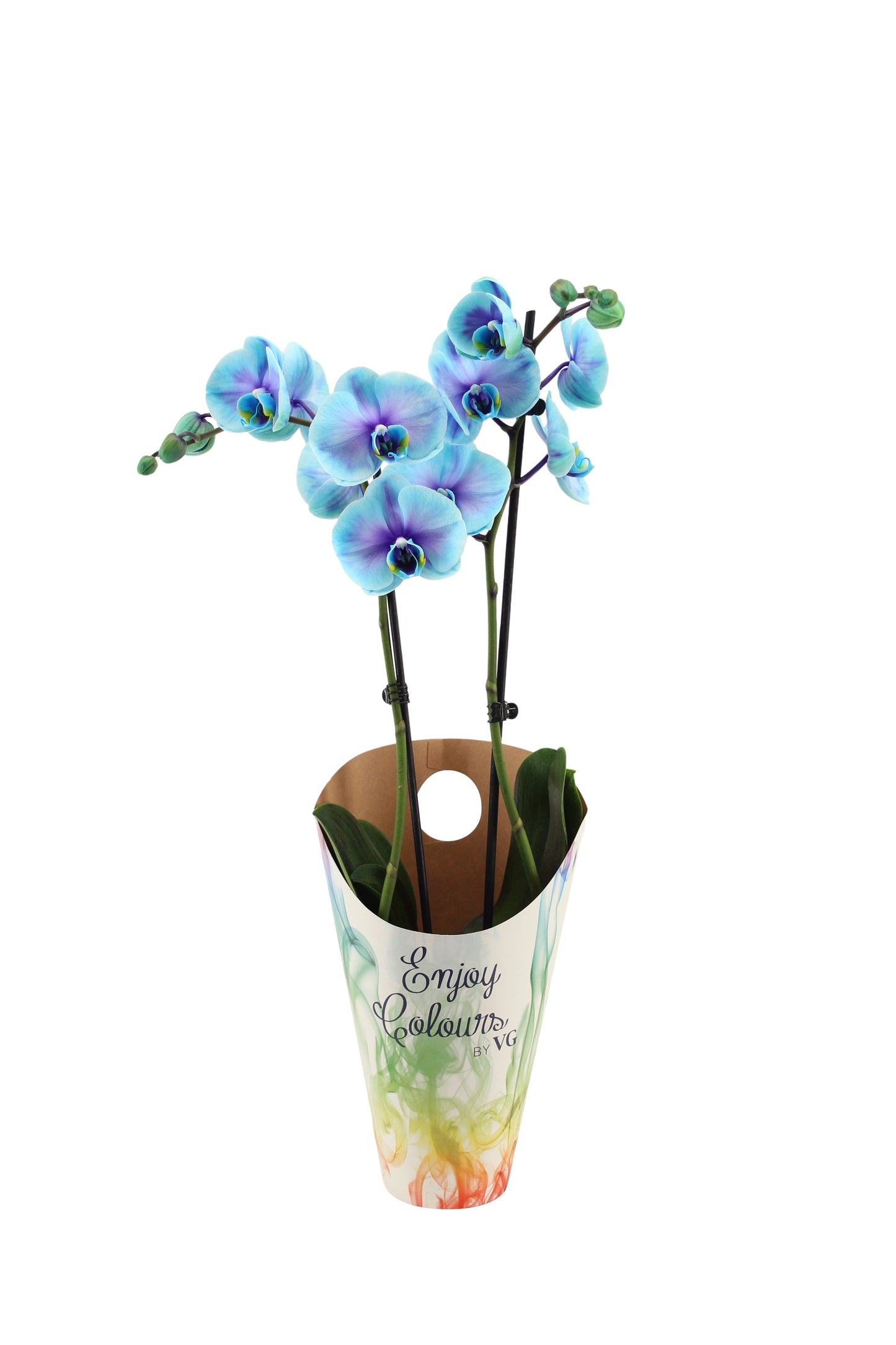 Phalaenopsis Royal blue lagoon 55cm 12cm Pot