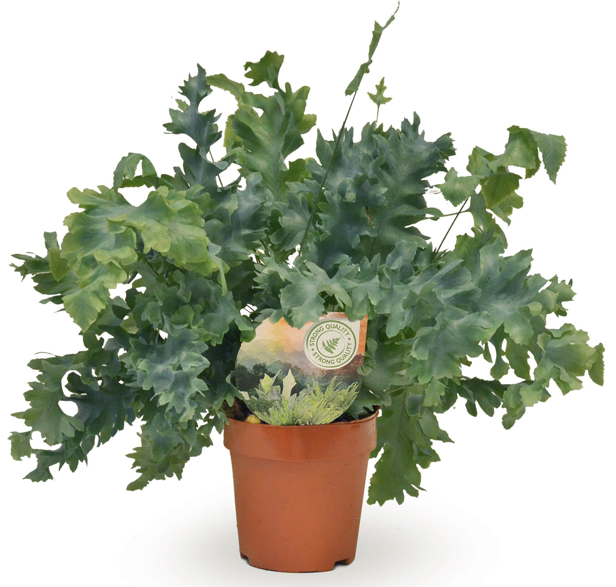 Phlebodium Davana 35cm 12cm Pot