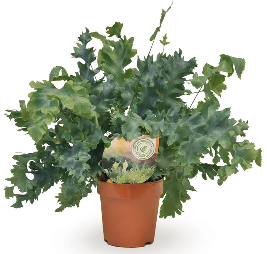 Phlebodium Davana 35cm 12cm Pot