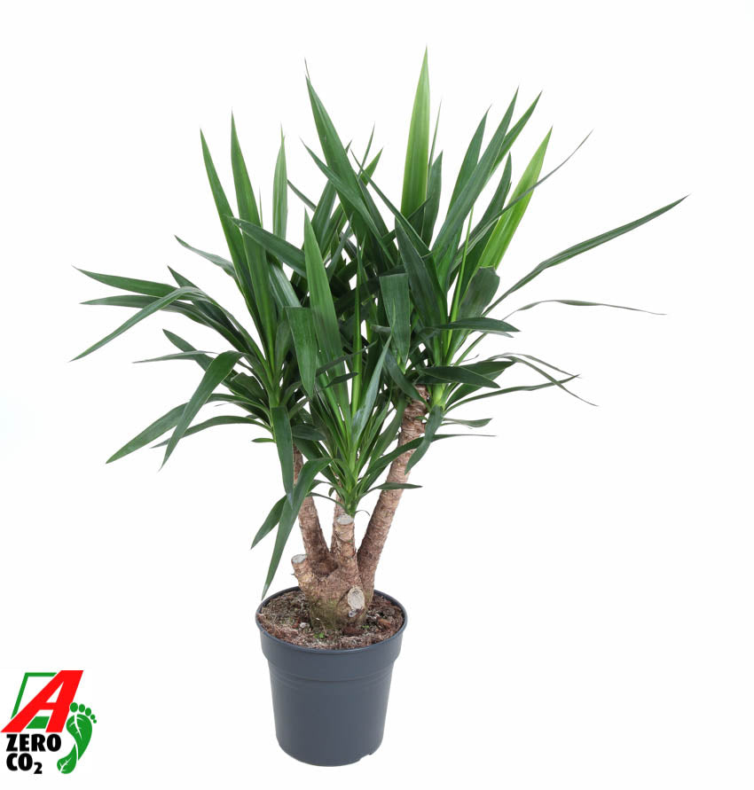 Ammerlaan Green Innovator Yucca branched Pack of 1