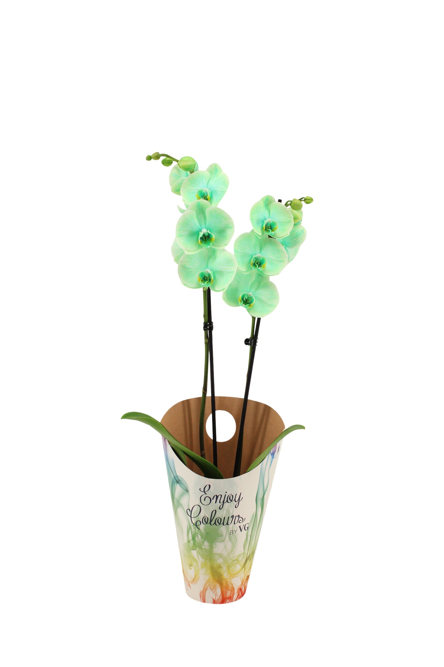 Phalaenopsis Royal green 55cm 12cm Pot