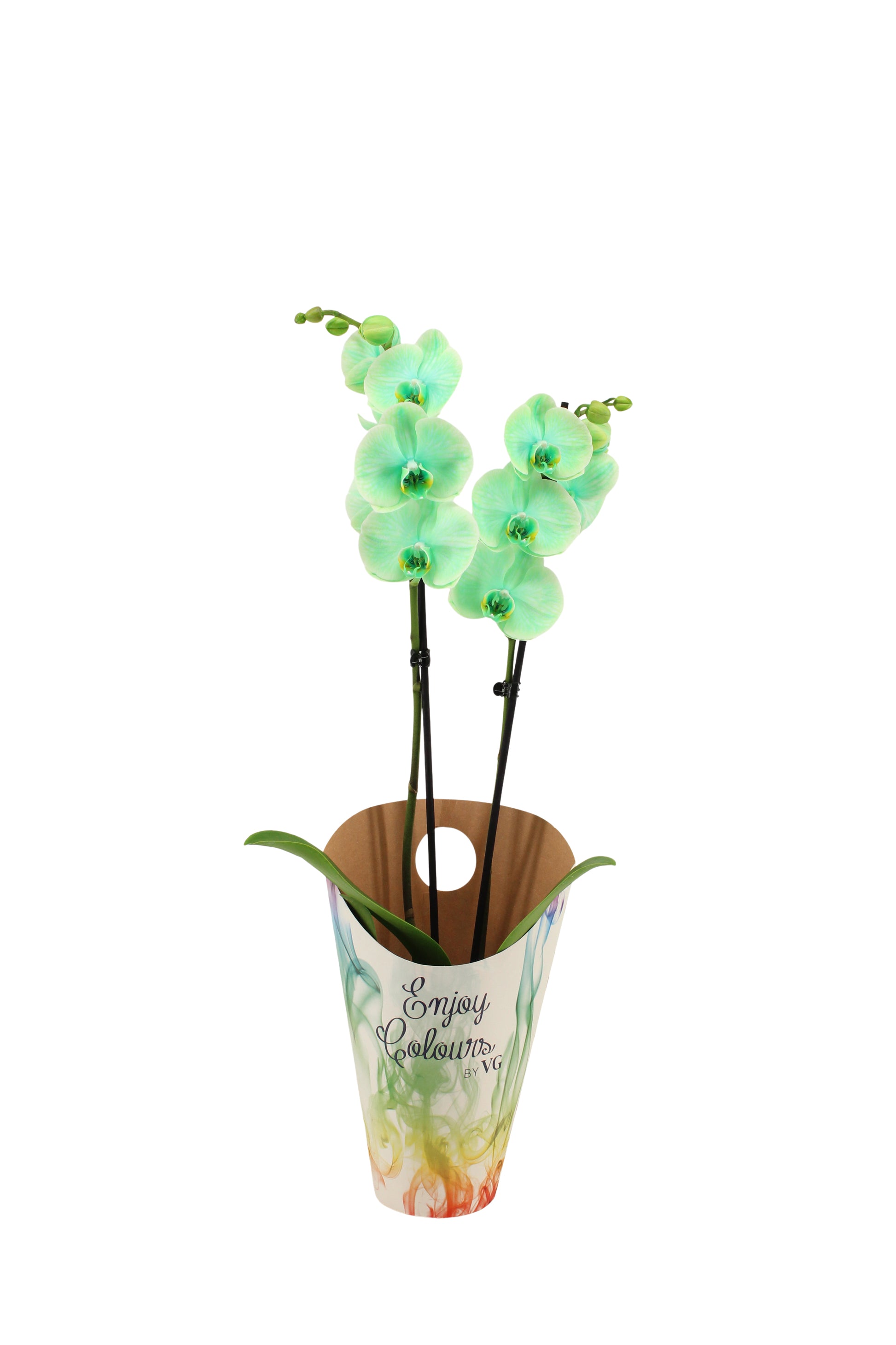 Phalaenopsis Royal green 55cm 12cm Pot