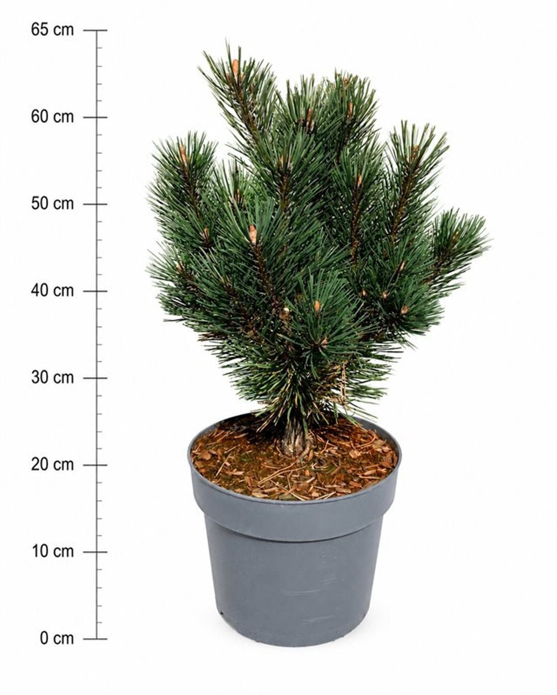 Pinus hybrid 70cm 26cm Pot