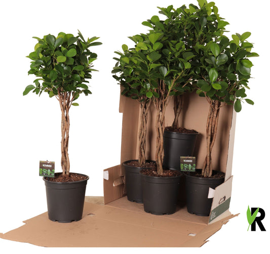 Rovawee BV Ficus micr. Moclame Pack of 4