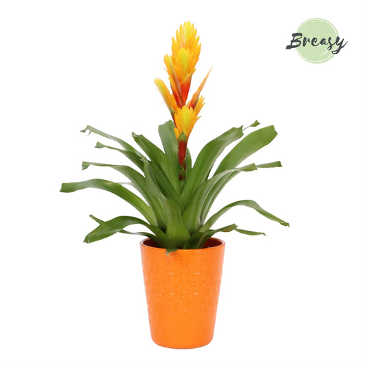 Vriesea Intenso Flame 48cm 12cm Pot