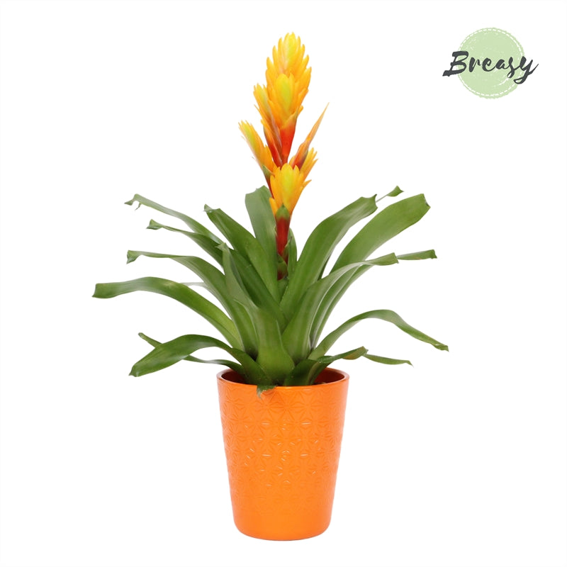 Riza Bromelia Specialist Vriesea Intenso Flame Pack of 6