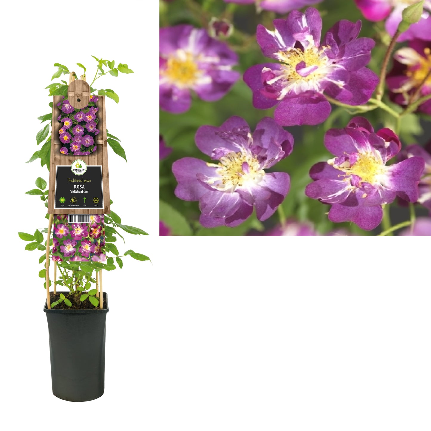 Rose Veilchenblau 75cm 17cm Pot