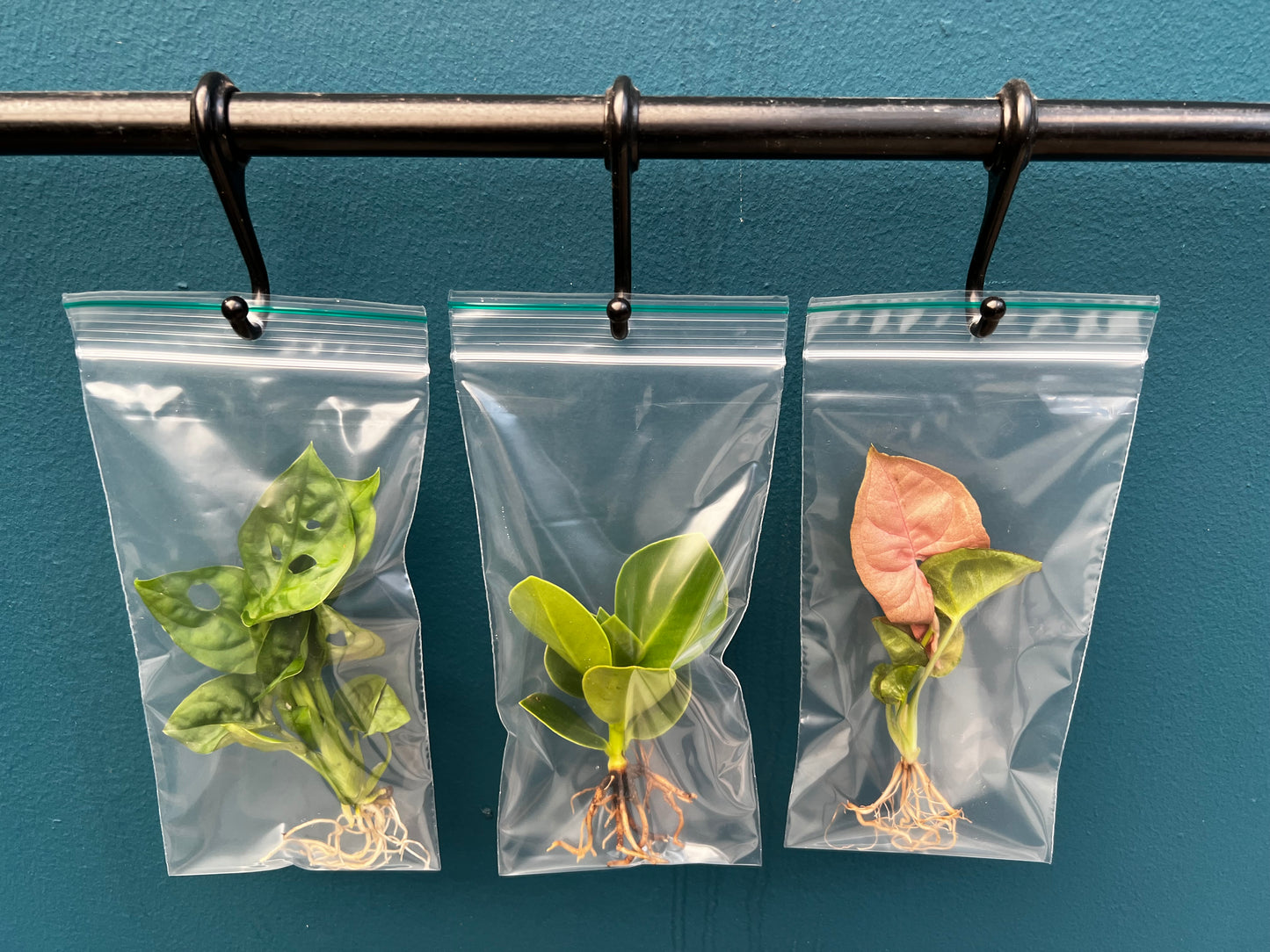 VDE plant BV Foliage houseplants mix Pack of 21