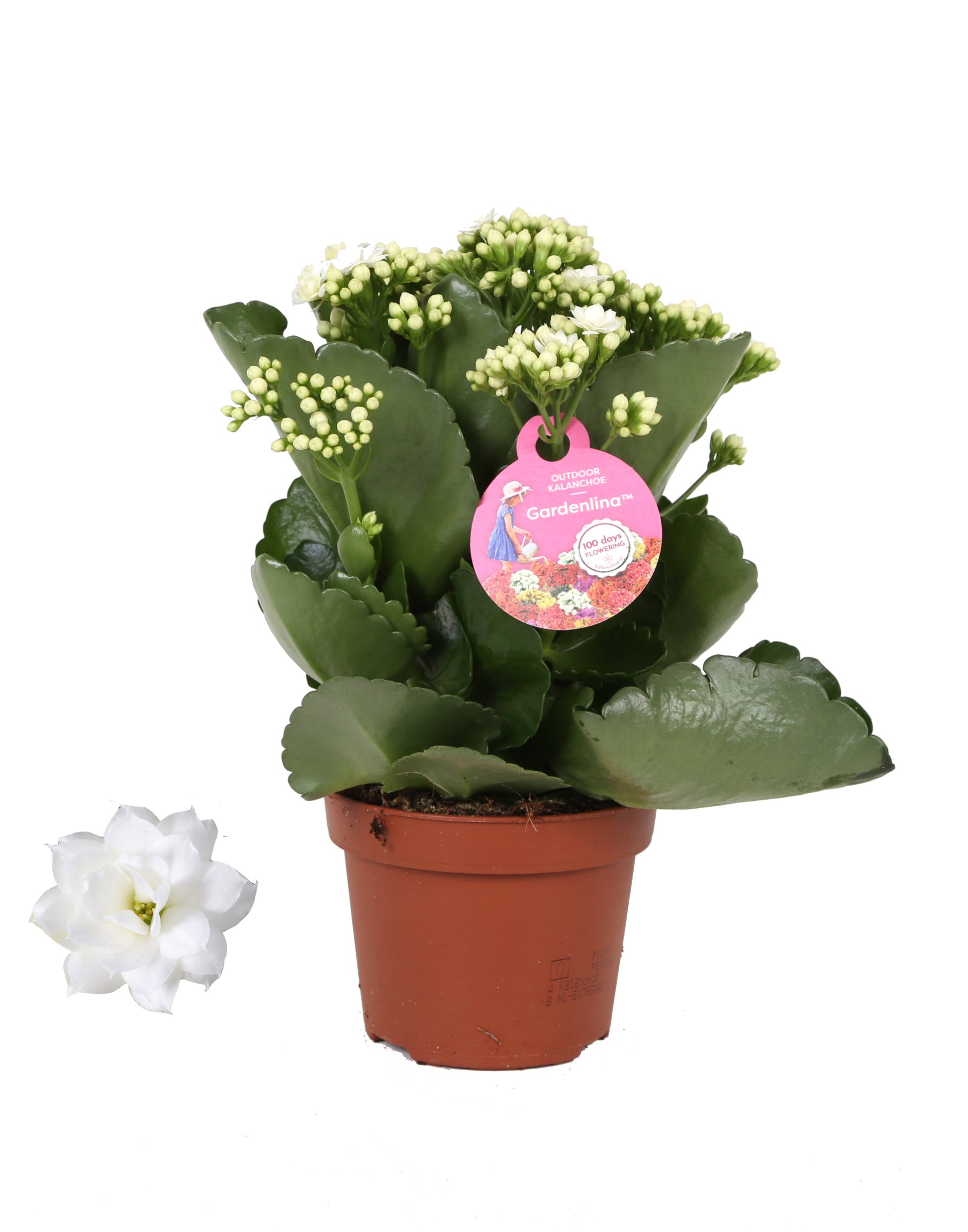 Kalanchoe double Gardenlina  mix 27cm 12cm Pot