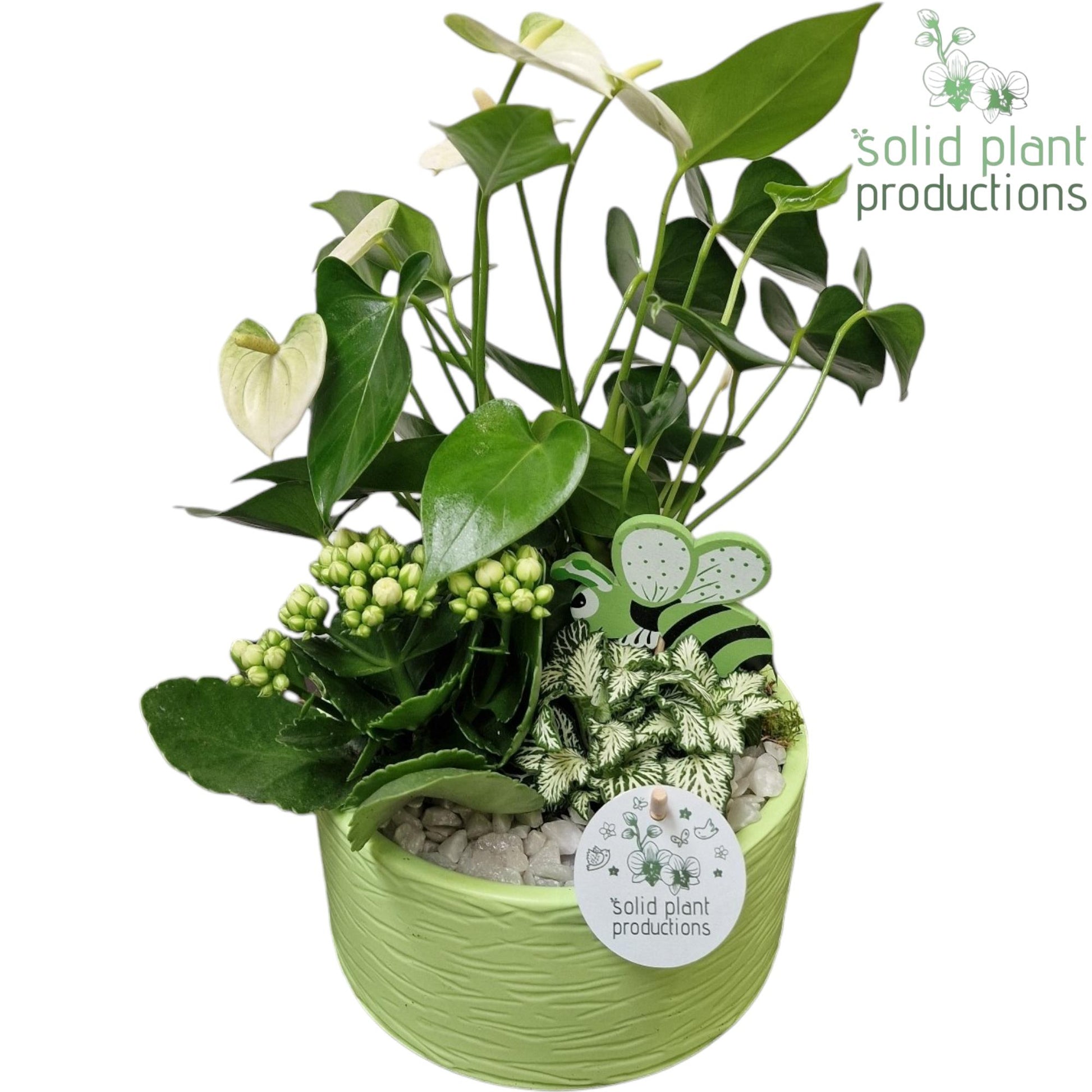 AT003 Loes Light Green Anthurium 42cm 22cm Pot