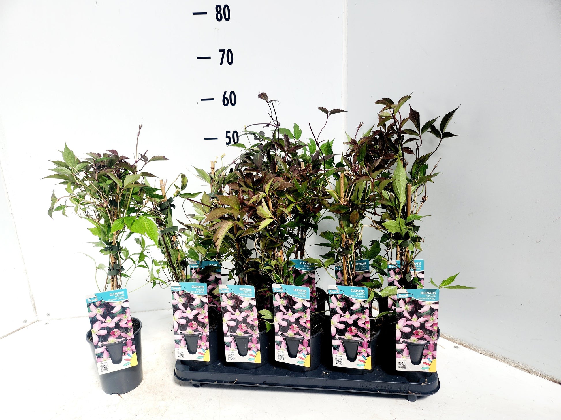 Clematis montana Fragrant Spring 50cm 12cm Pot