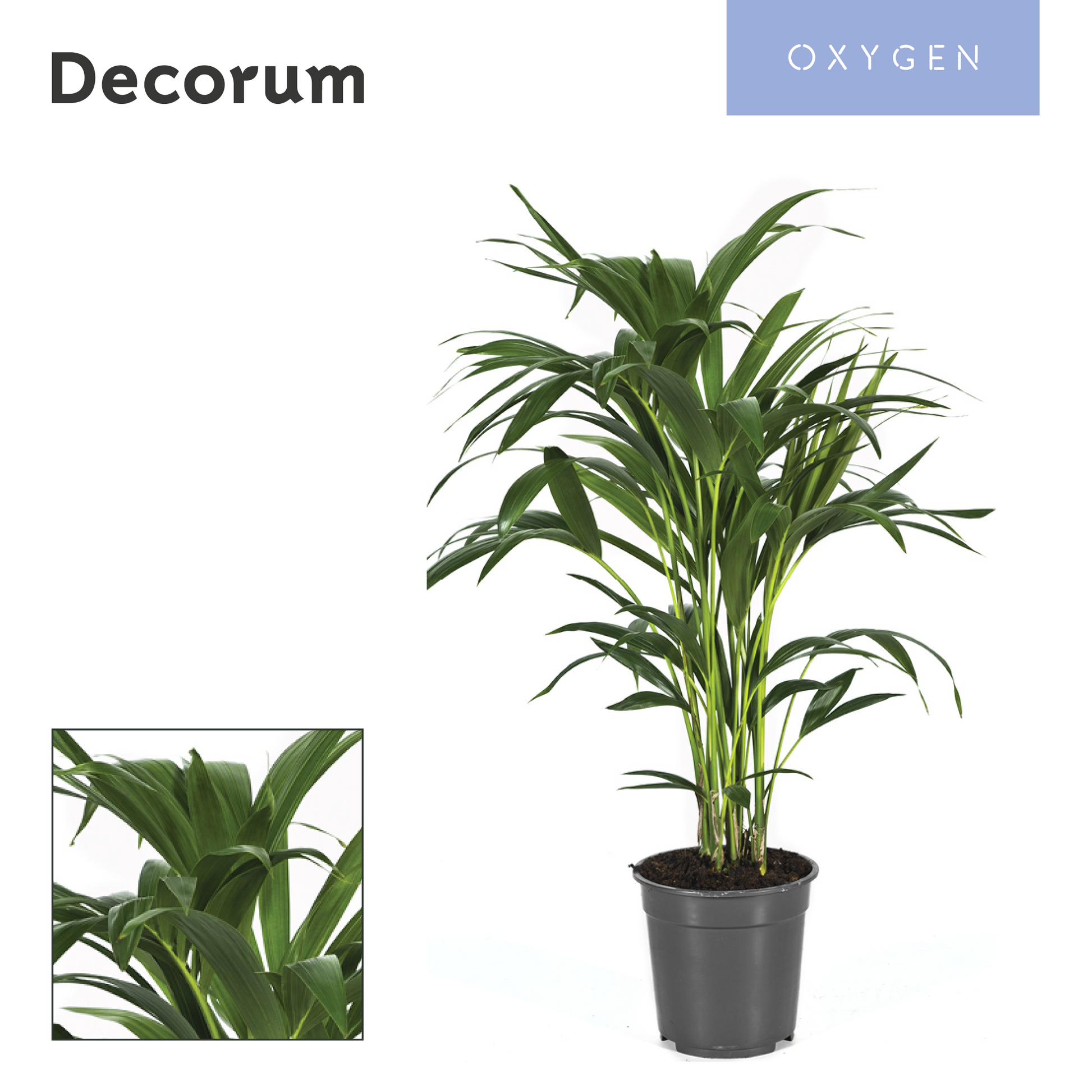 Howea forsteriana 90cm 21cm Pot