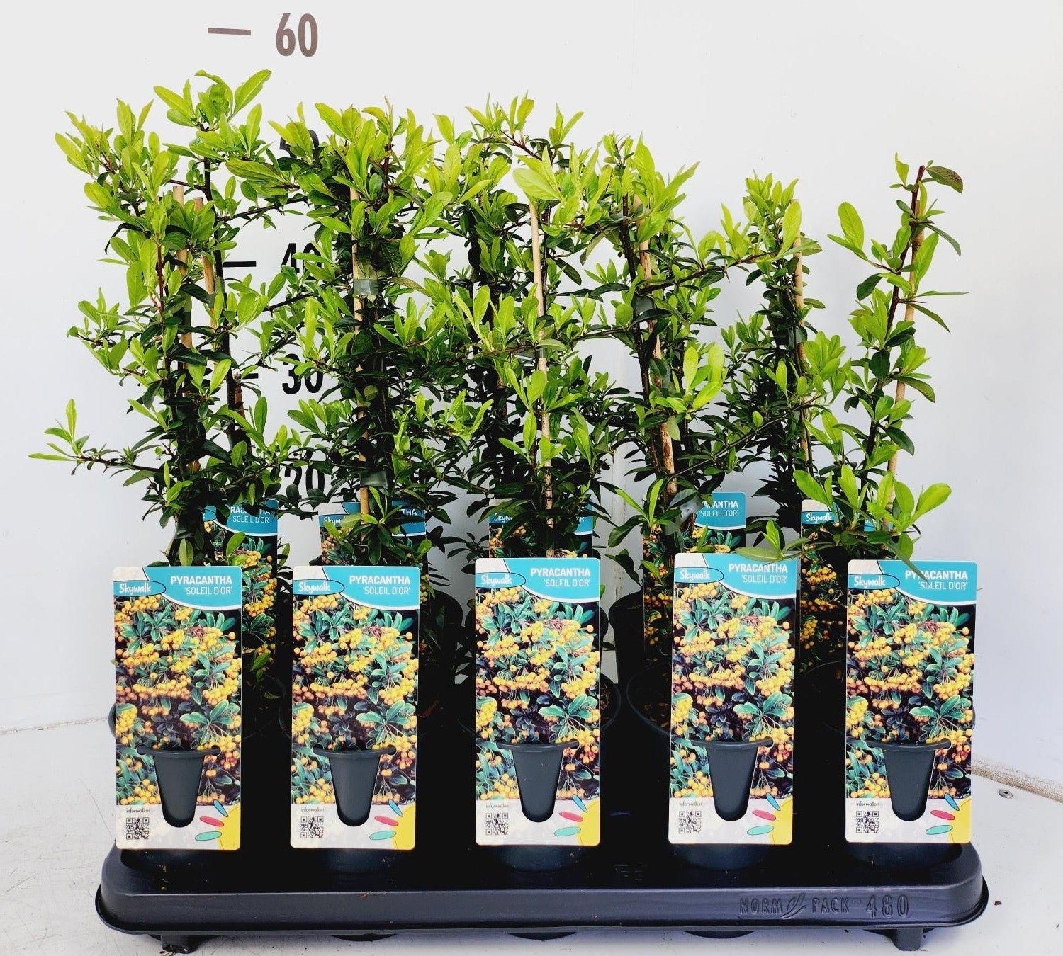 Pyracantha Soleil d'Or 50cm 12cm Pot