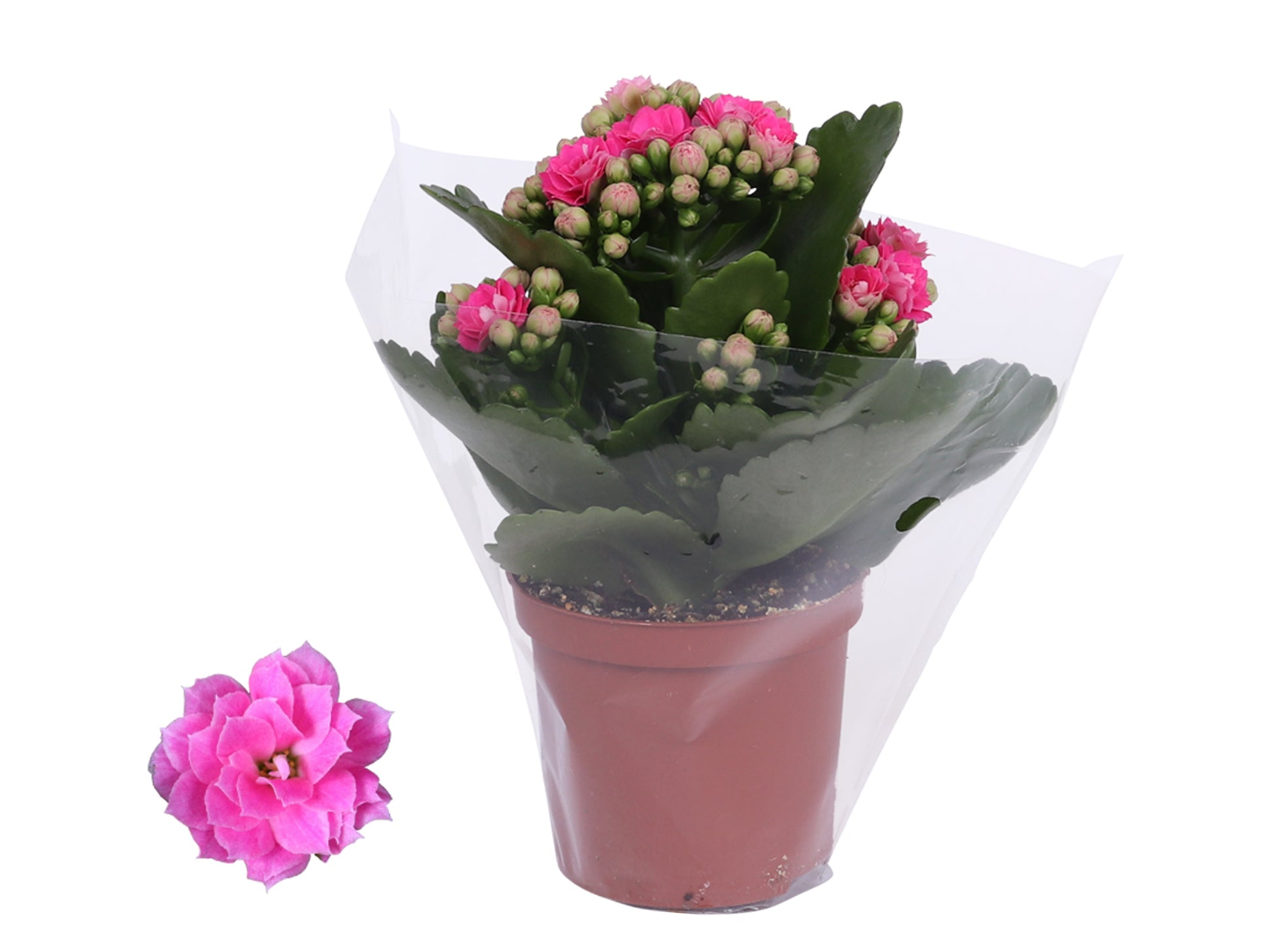 Kalanchoe Rosalina Don Nando 15cm 7cm Pot