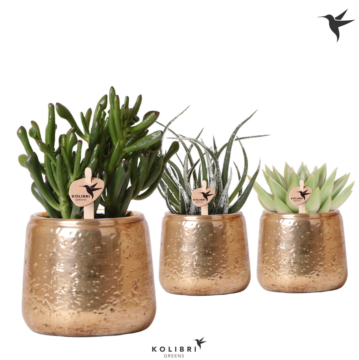 Succulent mix 20cm 9cm Pot