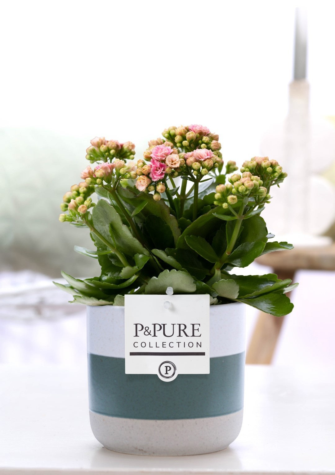 Kalanchoe Rosalina Don Alano 27cm 12cm Pot
