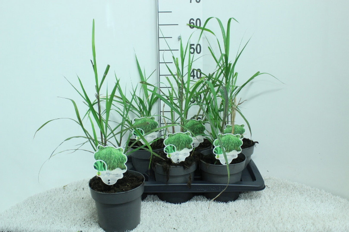 Miscanthus giganteus 60cm 17cm Pot