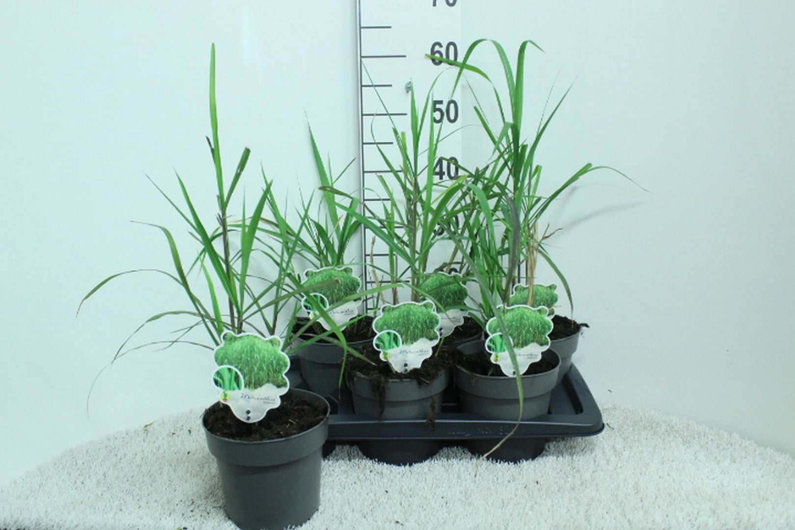 Miscanthus giganteus 60cm 17cm Pot