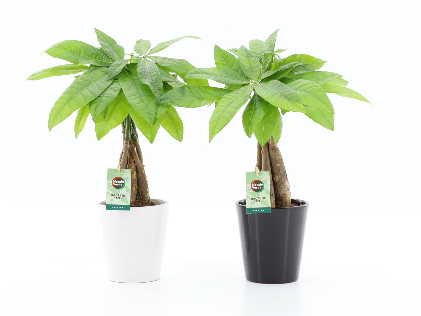 Pachira aquatica 48cm 13cm Pot