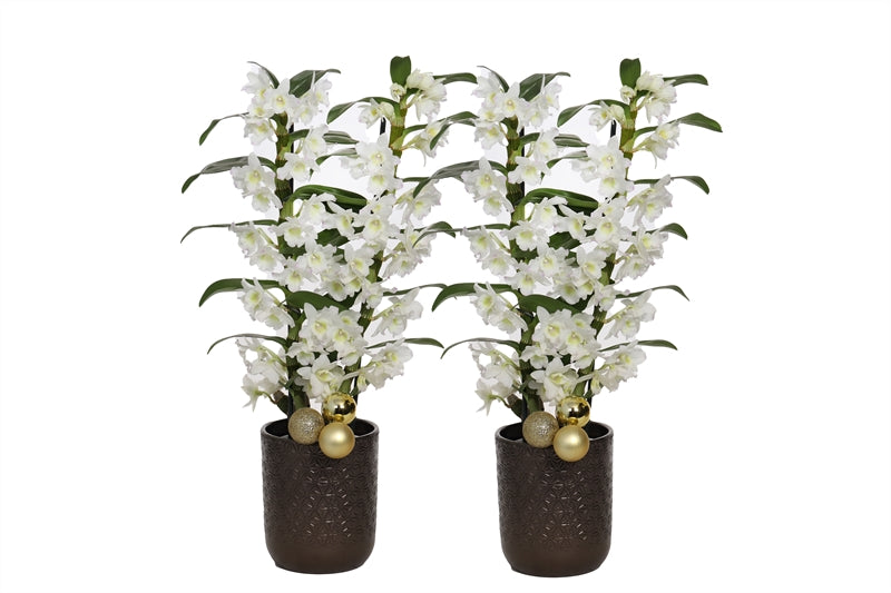 Dendrobium Apollon 50cm 12cm Pot