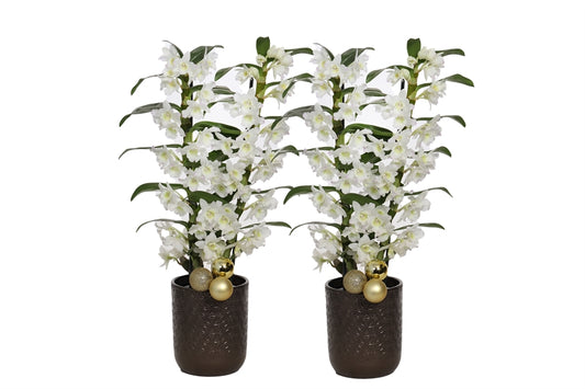 Dendrobium Apollon 50cm 12cm Pot