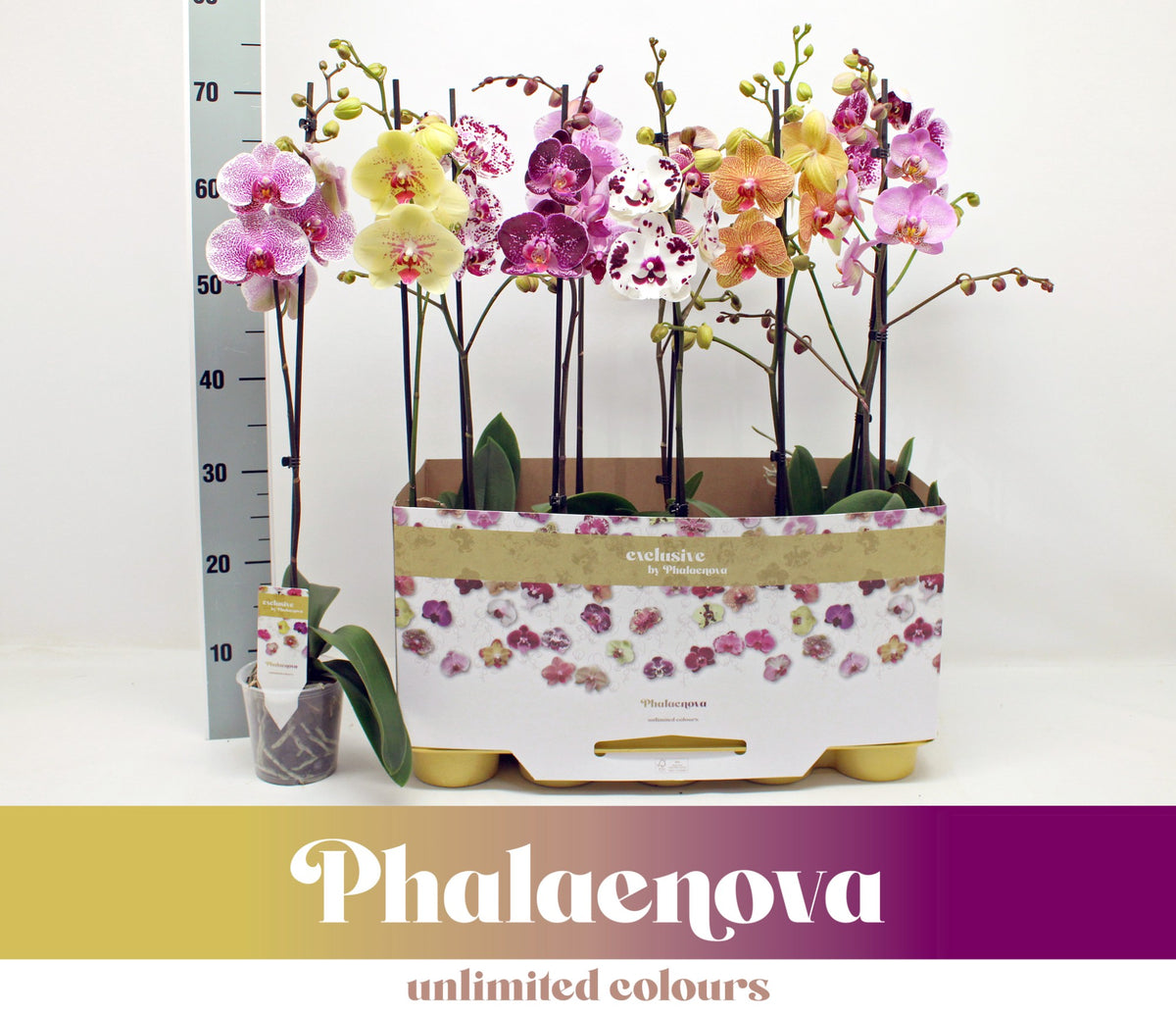 Phalaenopsis mix 65cm 12cm Pot
