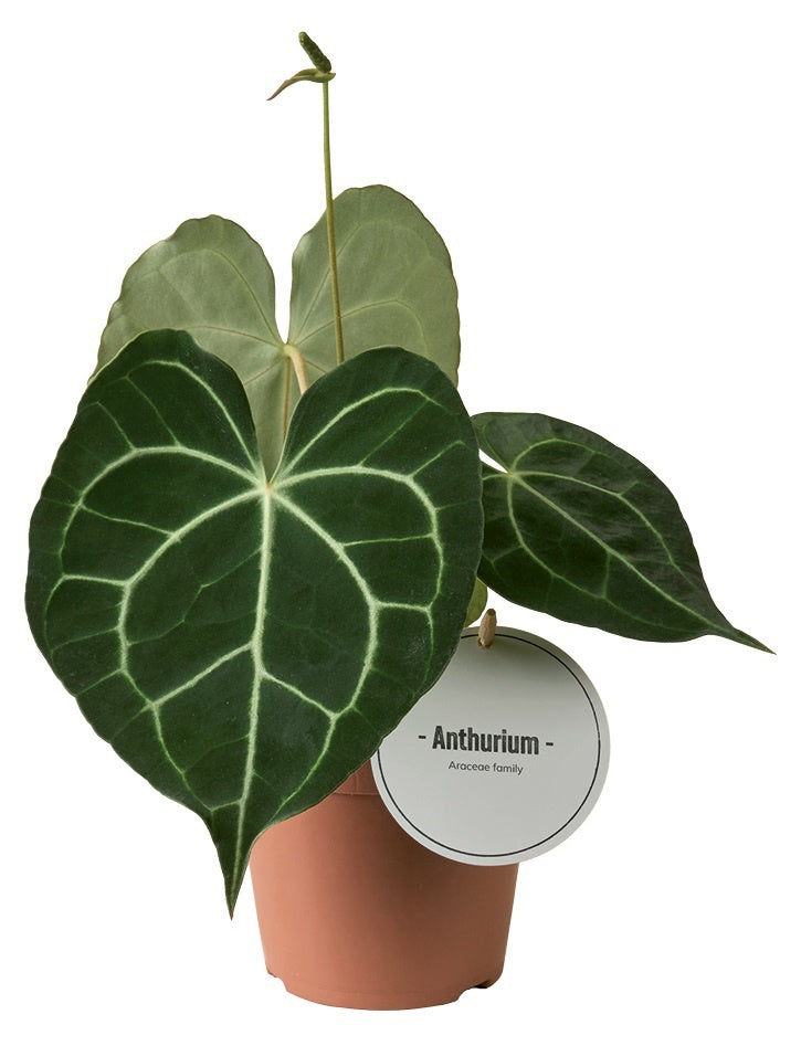 Anthurium clarinervium 35cm 12cm Pot