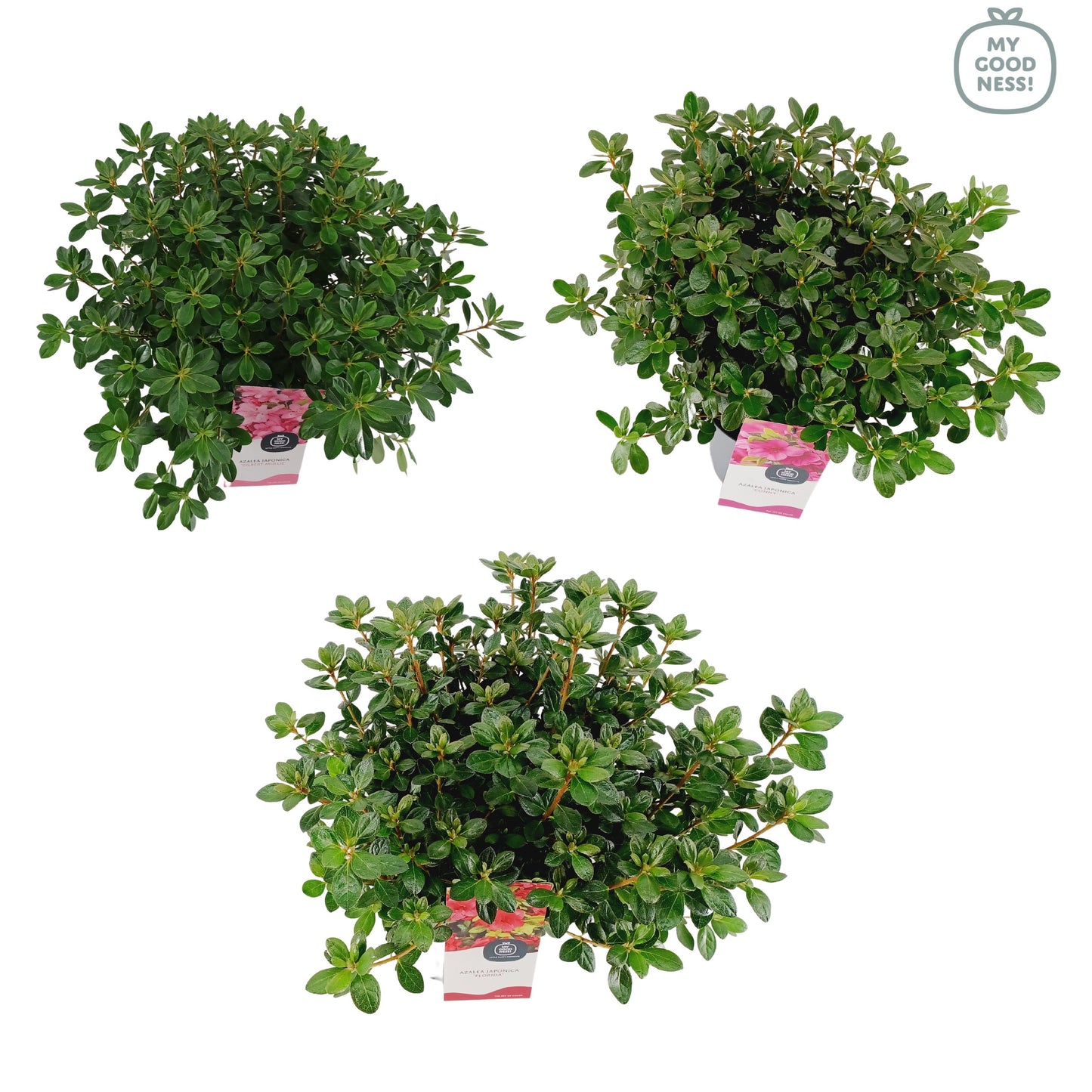 Rhododendron japonicum 40cm 19cm Pot