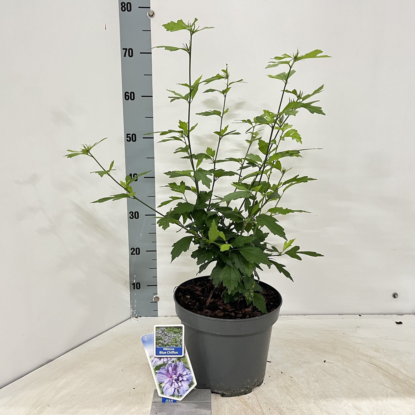 Hibiscus syriacus mix 60cm 23cm Pot