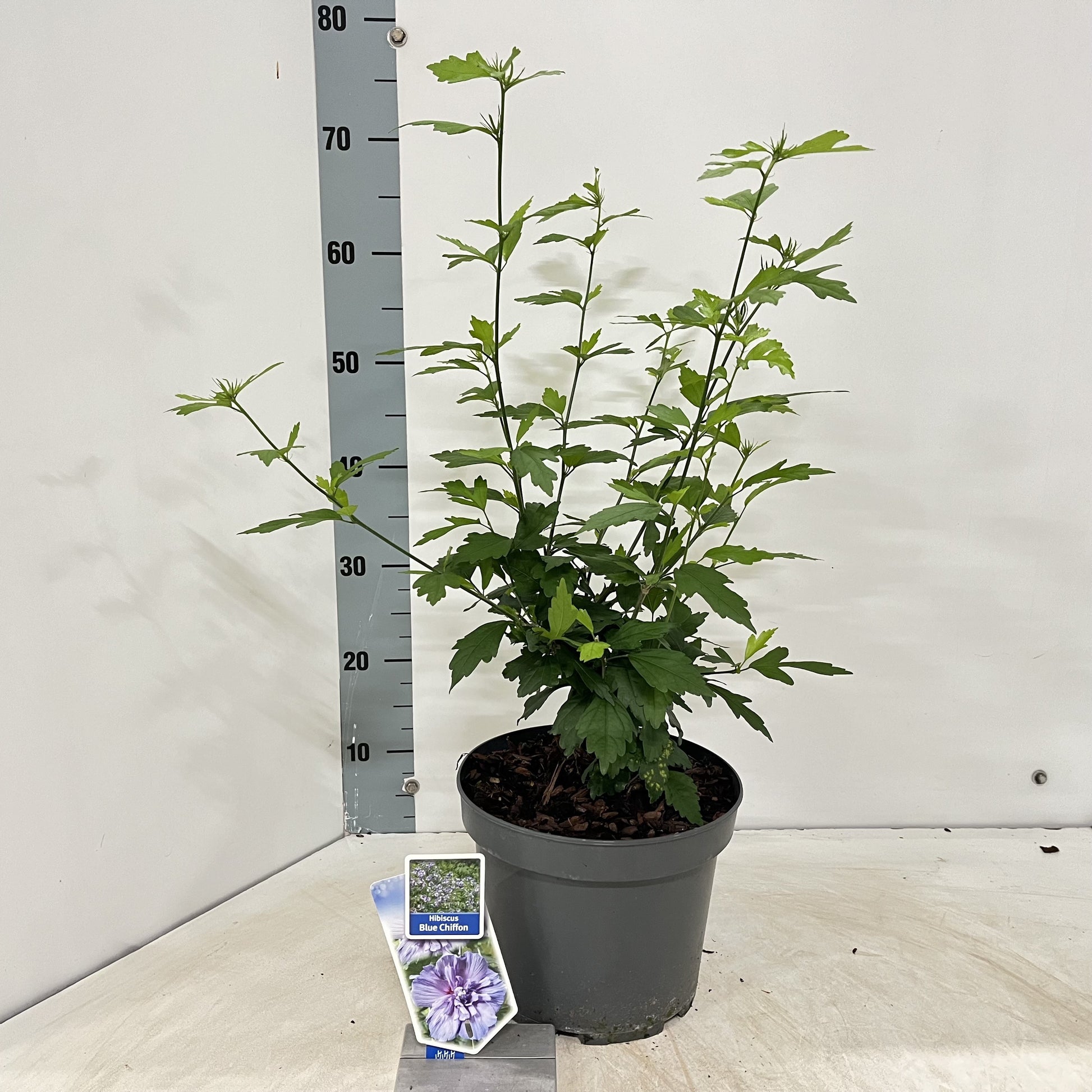 Hibiscus syriacus mix 60cm 23cm Pot