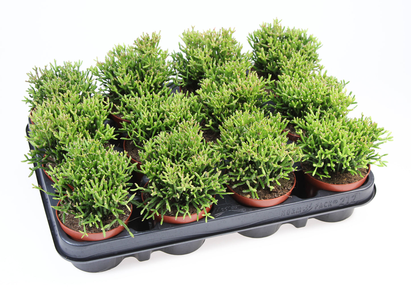 Hatiora 12cm Special Pot (508)
