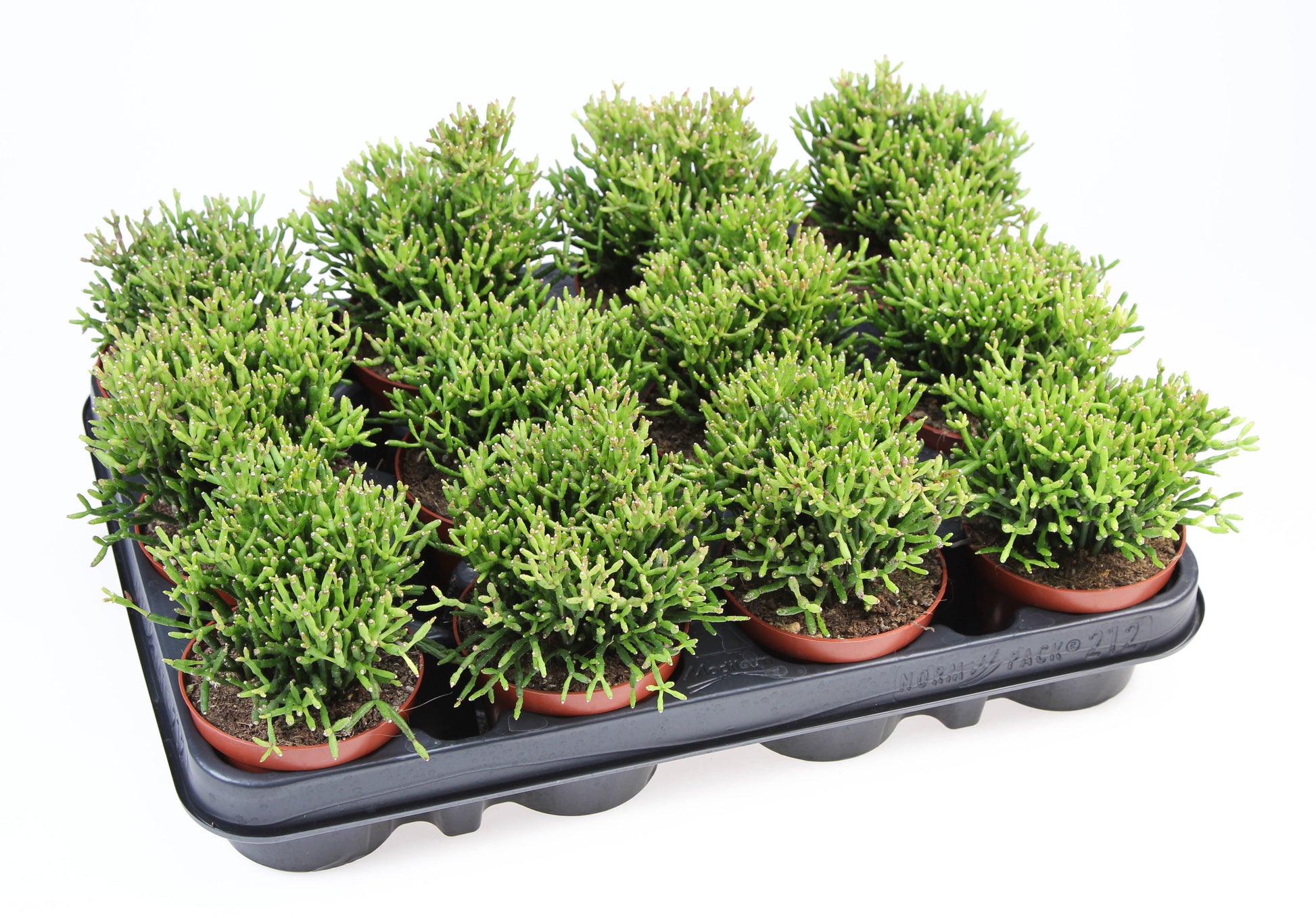 Hatiora 12cm Special Pot (508)