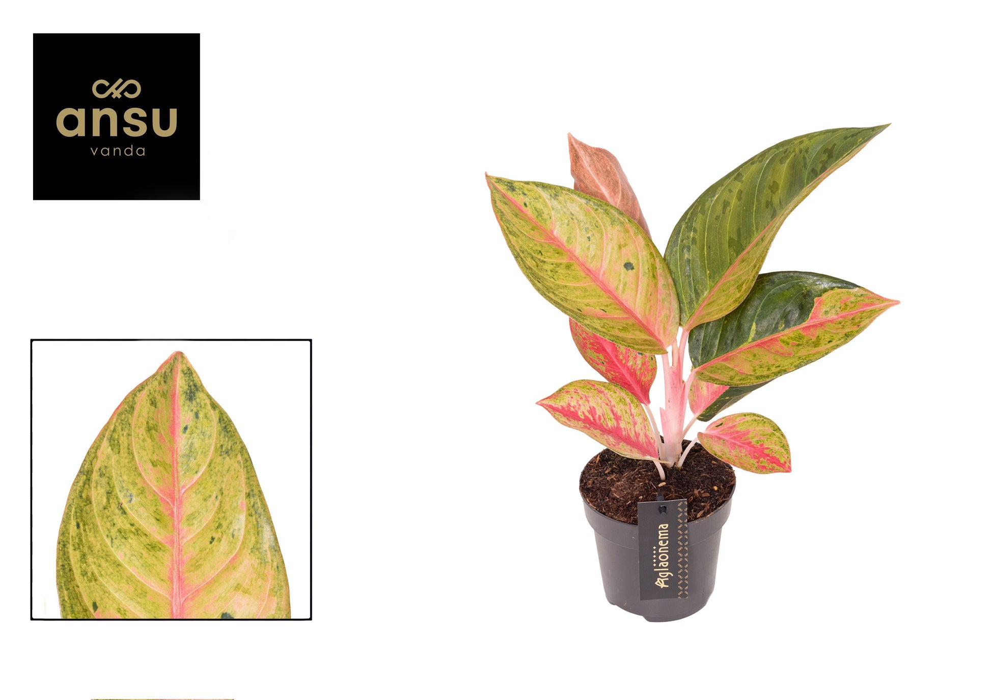 Aglaonema Red Star 35cm 12cm Pot