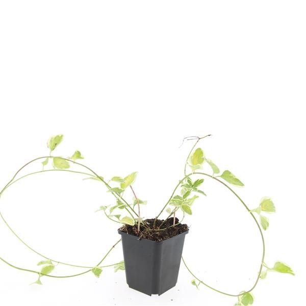 Vinca major Variegata 15cm 9cm Pot