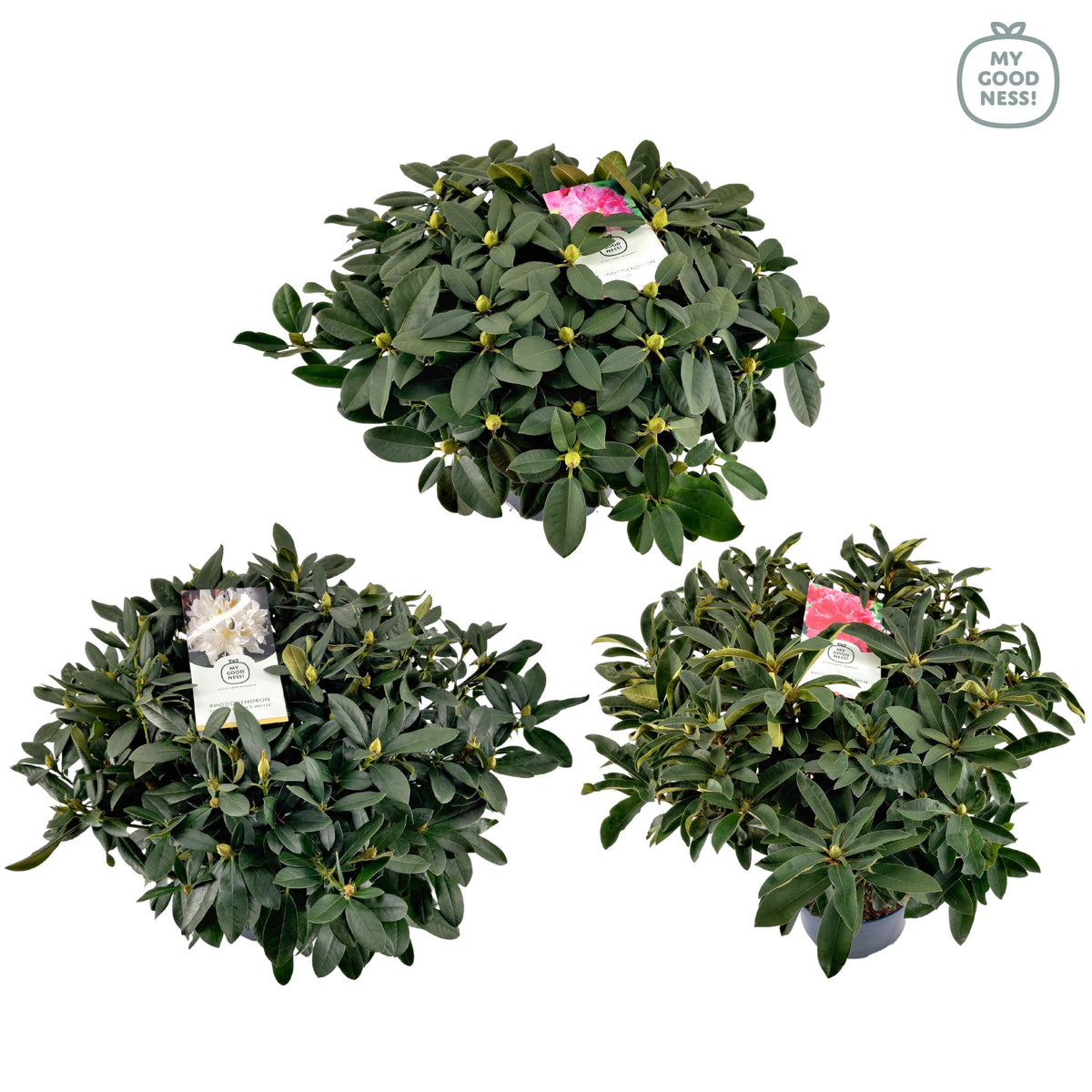 Rhododendron mix 90cm 34cm Pot