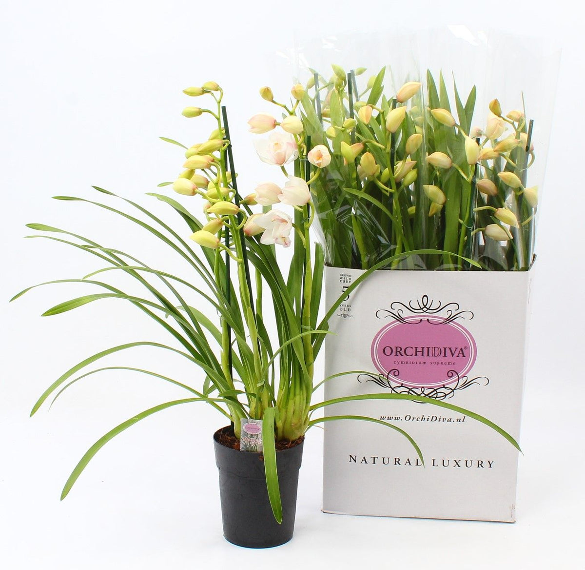 Cymbidium 70cm 14cm Pot