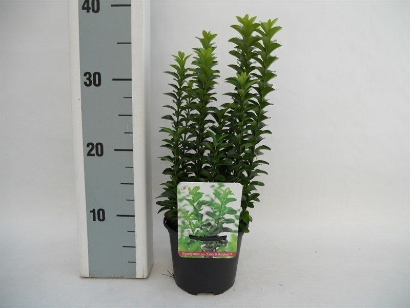 Euonymus Green Rocket 25cm 13cm Pot