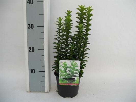 Euonymus Green Rocket 25cm 13cm Pot
